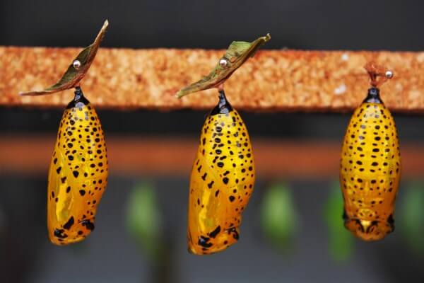 Pupa de Mariposa Pupa de Mariposa